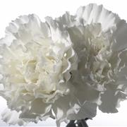 Set of Exam Carnations